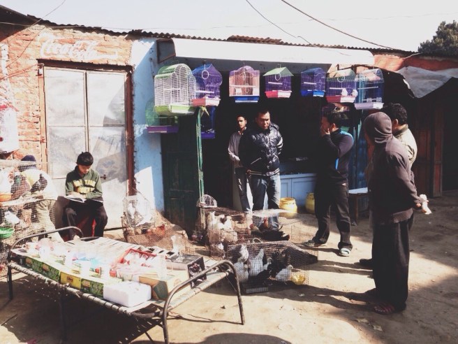 Bird and bunny market