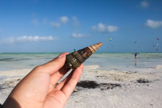 Favourite shell of the day, and a find that made me prance around the beach pretending it was a unicorn horn. Because you can't ever grow up completely.